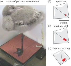 baby flamingo standing on one leg, with diagrams showing force plate readings