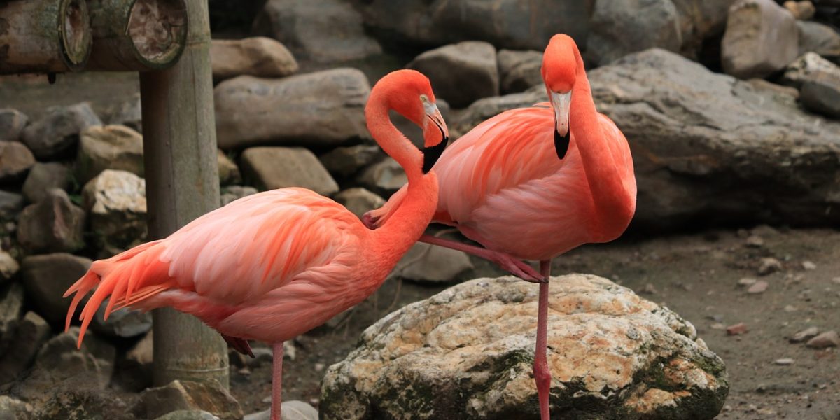 How do Flamingos Stand on One Leg?
