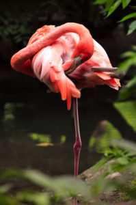 flamingo standing on one leg while grooming