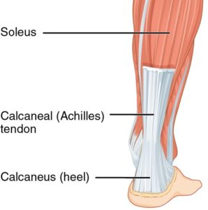 An Achilles tendon attached to the heel and calf (Soleus).