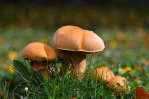 Mushrooms in grass huddled together