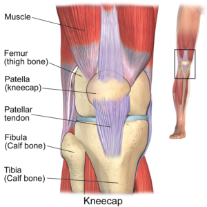 an image of the muscular and skeletal structure of the knee, including the patella