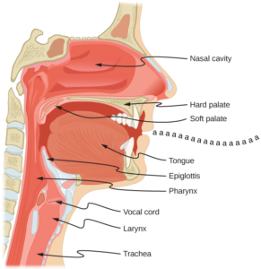 Diagram of vocal system including larynx, vocal cords, trachea