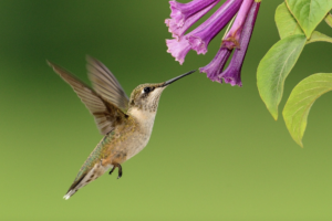 Hummingbird feeding from a flower.