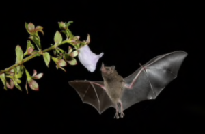 Bat feeding from a flower