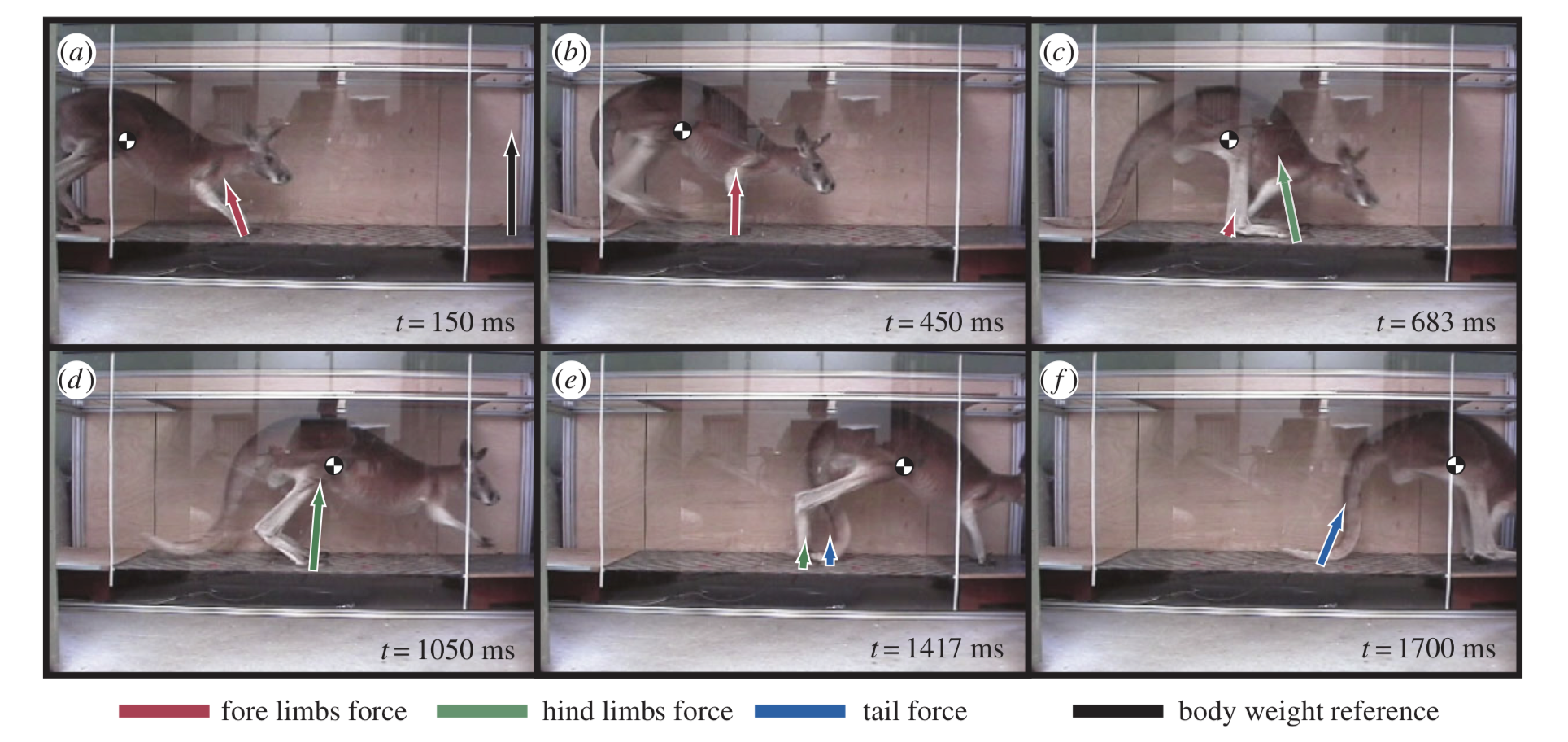 Images of kangaroo walking with force arrows.