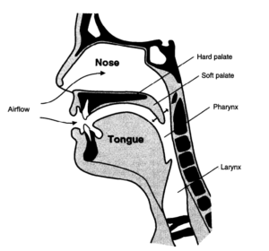 Anatomical diagram of the human upper airway.