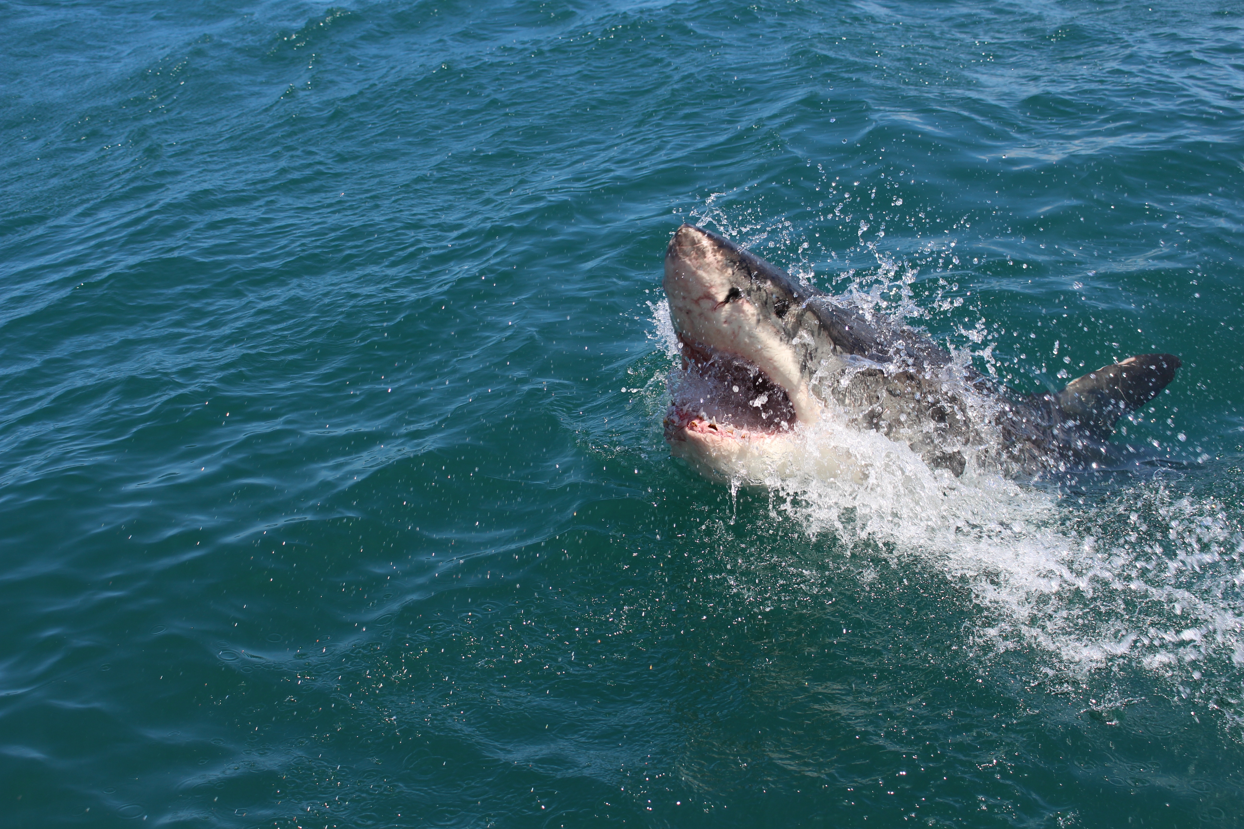 Great white breaks the ocean surface