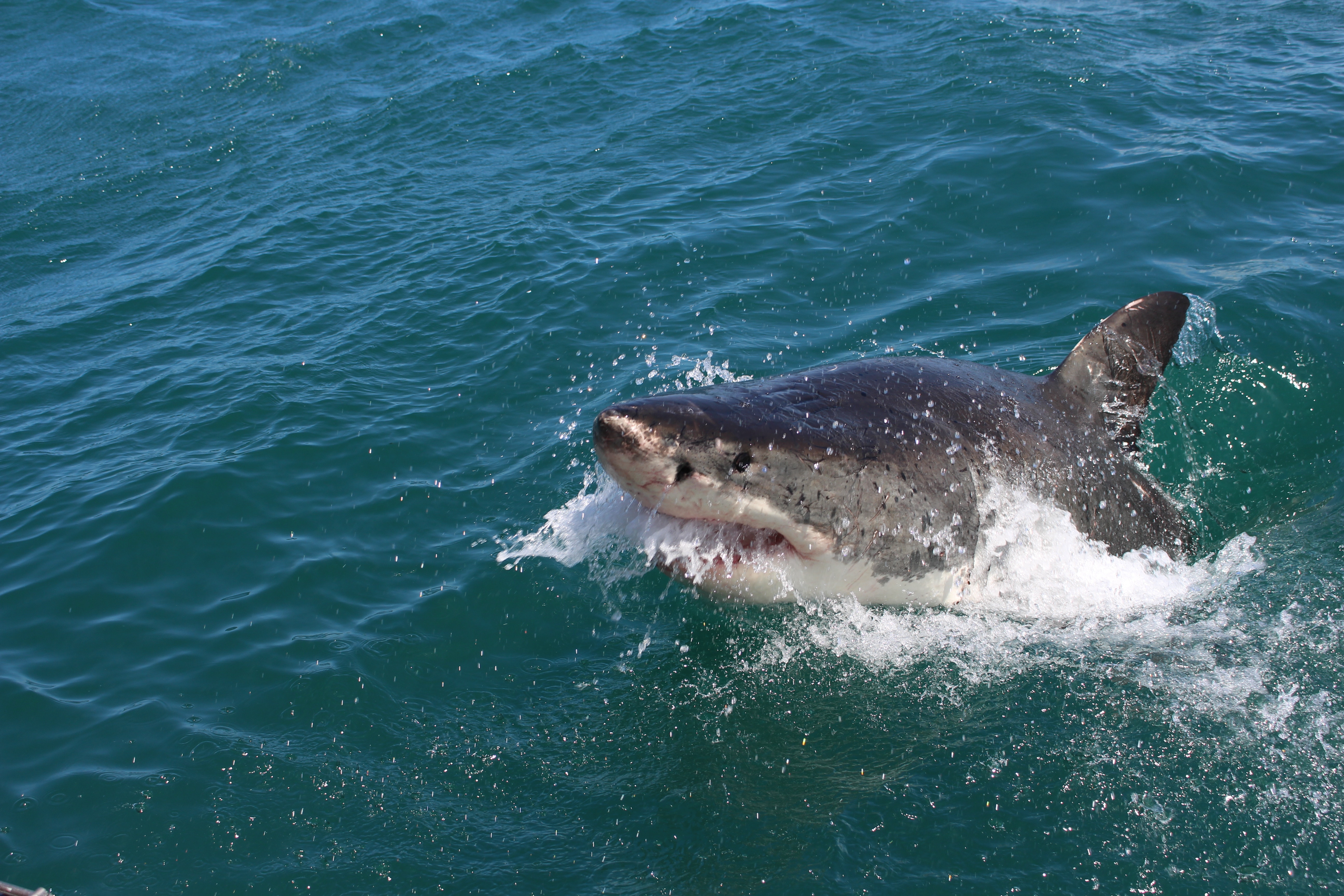 Great white shark mid-breach