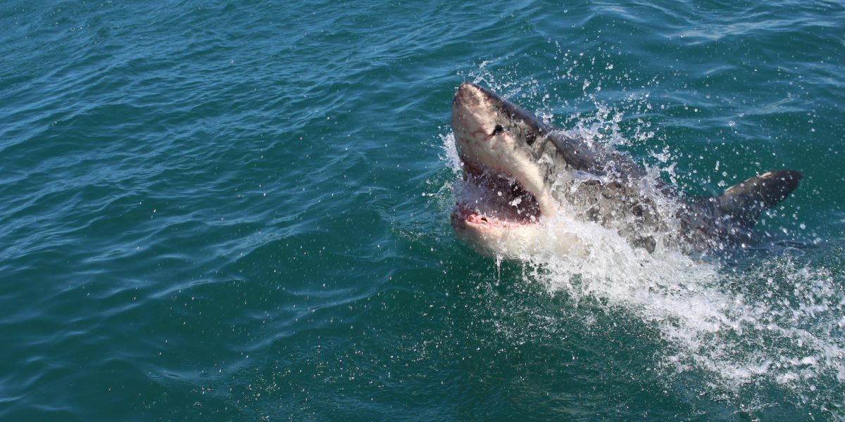 Fish in Flight: The Science Behind Great White Breach Attacks on Cape Fur Seals
