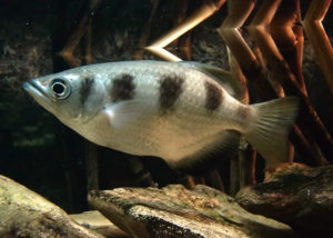 Picture of an archerfish swimming