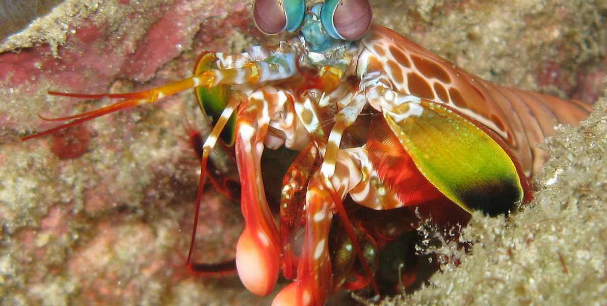 Rainbow colored mantis shrimp on ocean floor, with two white clubs visible.