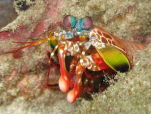 Rainbow colored mantis shrimp on ocean floor, with two white clubs visible. 