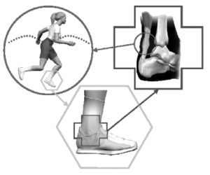 diagram showing example of how whole body function is determined by function of much smaller tissues