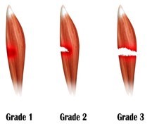 muscle tissue after working out