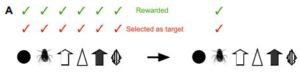 A diagram showing archerfish potential targets. Once the archerfish was only getting consistently rewarded for a single kind of target, insects, that's the only target it would shoot at