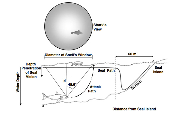 Schematic of geometry and optics of great white shark attacks on cape fur seals from Martin and Hammerschlag - not to scale