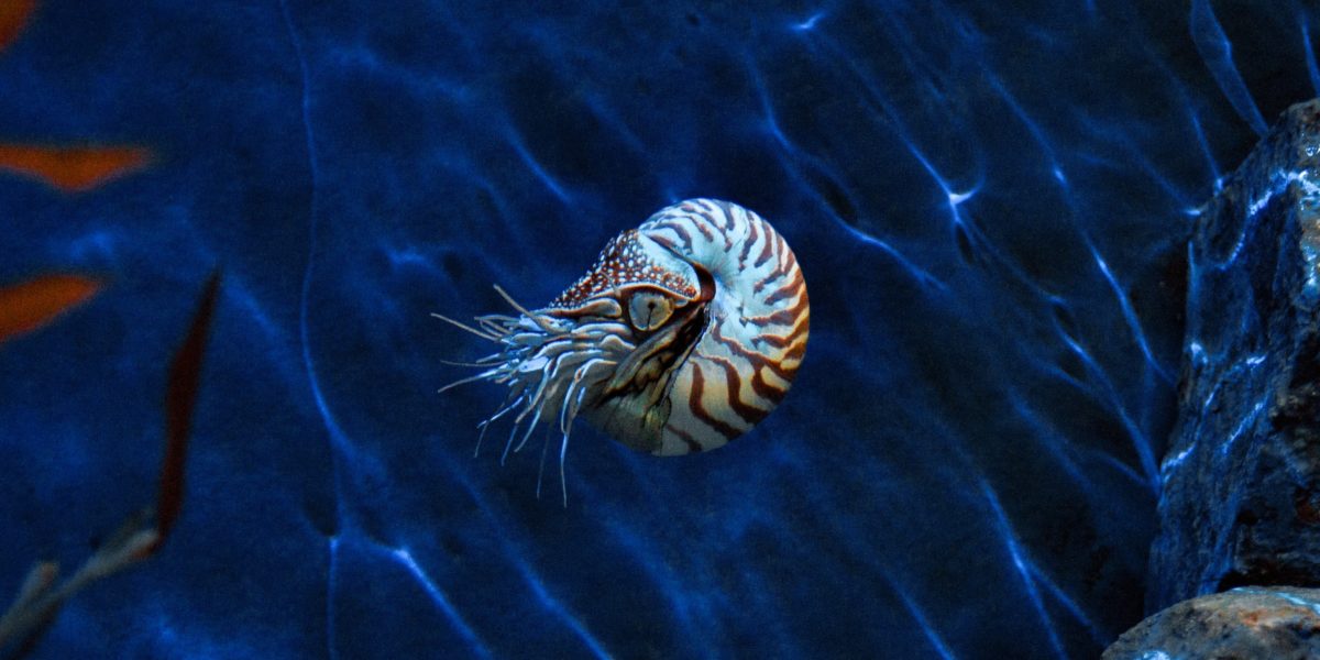 The Ship of Pearl – Jet Propulsion in the Chambered Nautilus