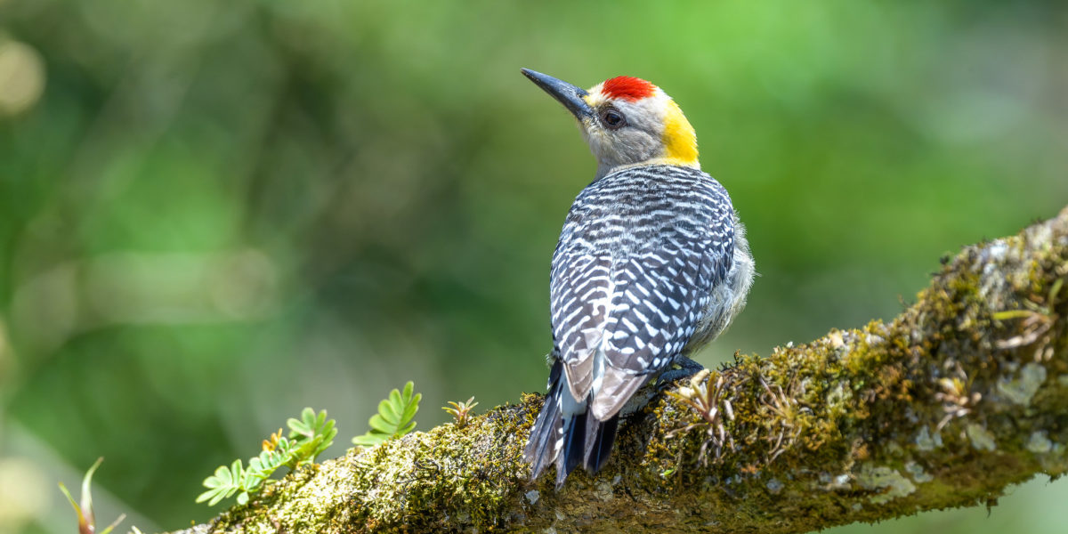 How much wood can a woodpecker peck? The Science Behind a Woodpecker’s Anatomy