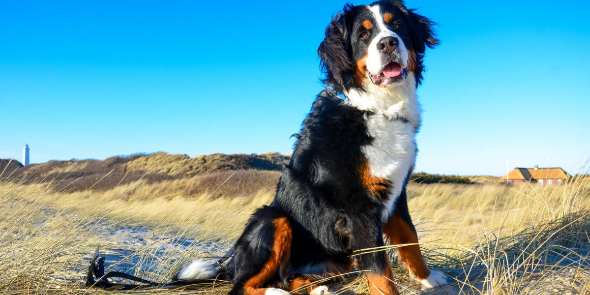 Canine Hip Dysplasia: What You Should Know