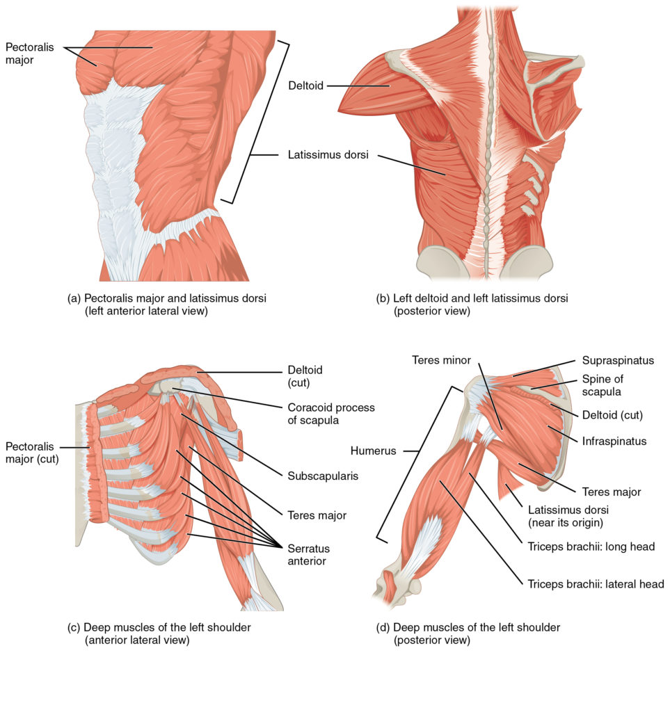 Diagram of a human upper body muscular system.