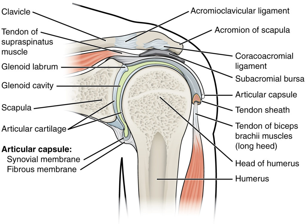 Diagram of shoulder joint.