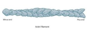 picture of actin filament with the plus and mins ends labelled