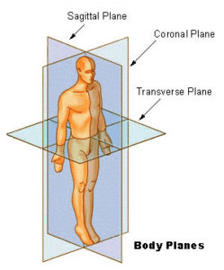 Anatomical planes of the body. The sagittal plane splits the body left and right. The coronal plane splits the body forward and back. The transverse plane splits the body top and bottom.