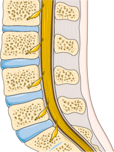 Computer generated image of a healthy lumbar spine