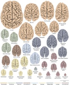 Brain cortex of 34 different species which indicates relative size and foldedness 