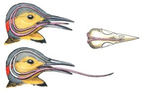 Woodpecker anatomy: showing the location of the tongue