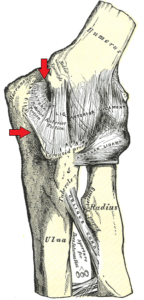 Tendons in the elbow joint, with the Ulnar Collateral Ligament marked