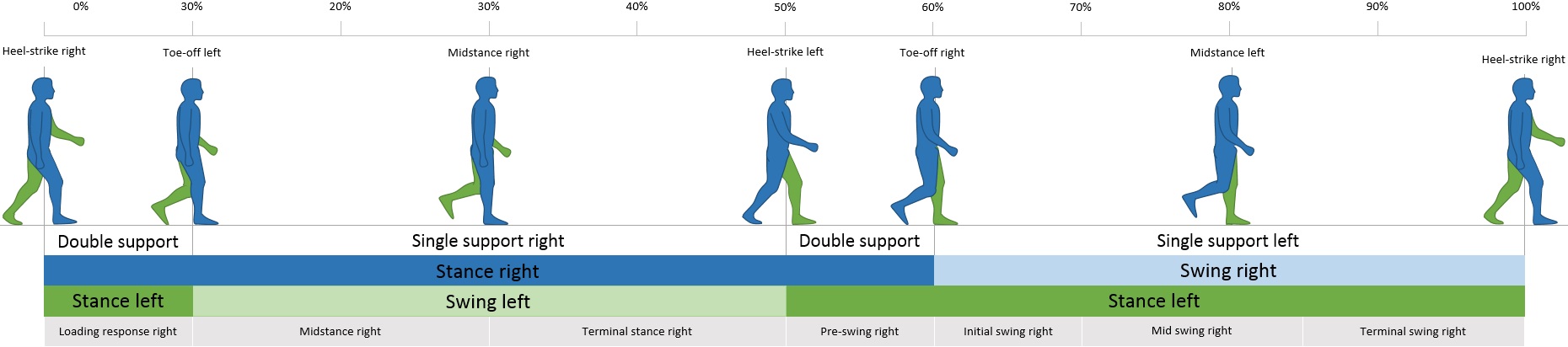 The steps that make up the human walking cycle. Order of steps: heel-strike right, toe-off left, midstance right, heel-strike left, toe-off right, midstance left, hell-strike right. The body spends the time between heel-strike and toe-off with double support and the midstances are single-leg support.