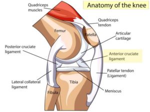 labelled structure of the knee. Shows the quadricep muscles, quadricep tendons, patella, femur, tibia, fibula, Patellar tendon, meniscus, MCL, PCL, LCL, and ACL