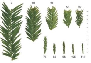 A diagram showing the decreasing size of pine needle branch segments. They decrease dramatically as height increases.