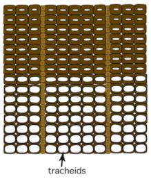 an image showing the tracheid cell structure of wood, many small cylinders stacked on top of each other.