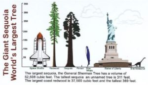 A diagram showing a space shuttle, which when prepared to launch is less than half the height of Hyperion, General Sherman, a wider but slightly shorter tree of a different family sequoia, a blue whale that is much shorter than either tree, and the statue of liberty, whose torch barely comes close to the shorter of the two trees 