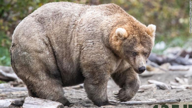 A very fat grizzly bear standing on rocks.