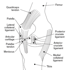 A knee joint with bones, ligaments, and tendons labeled.