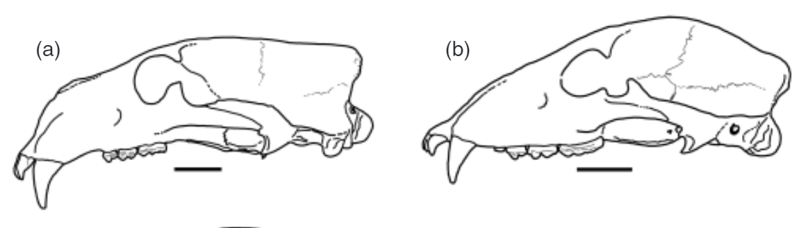 Two line drawings of skulls, one of a polar bear and a grizzly bear