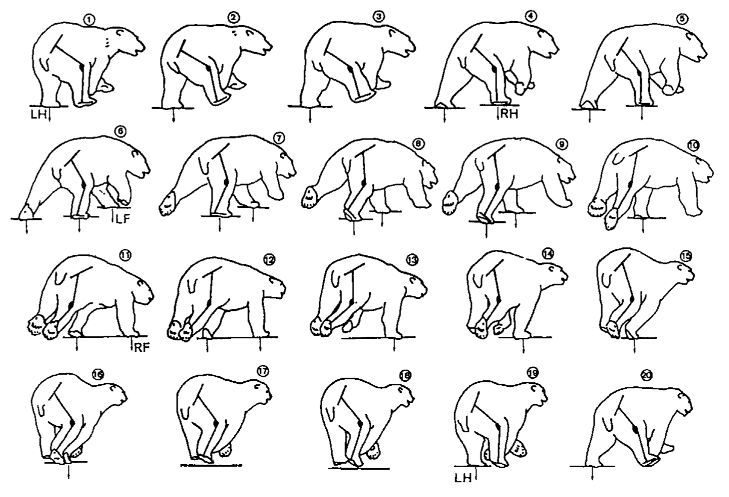 A series of drawings depicting the gait of a galloping polar bear.