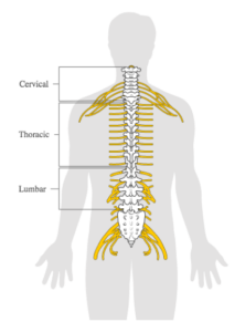 An image of the spine with the three regions labeled: cervical (upper region), thoracic (middle region), lumbar (lower region) 