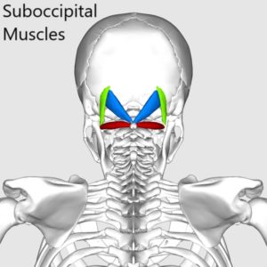 Human suboccipital muscles located underneath the back edge of the skull.