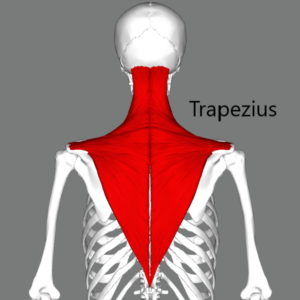 Human trapezius muscle shown spanning the upper back through the neck.