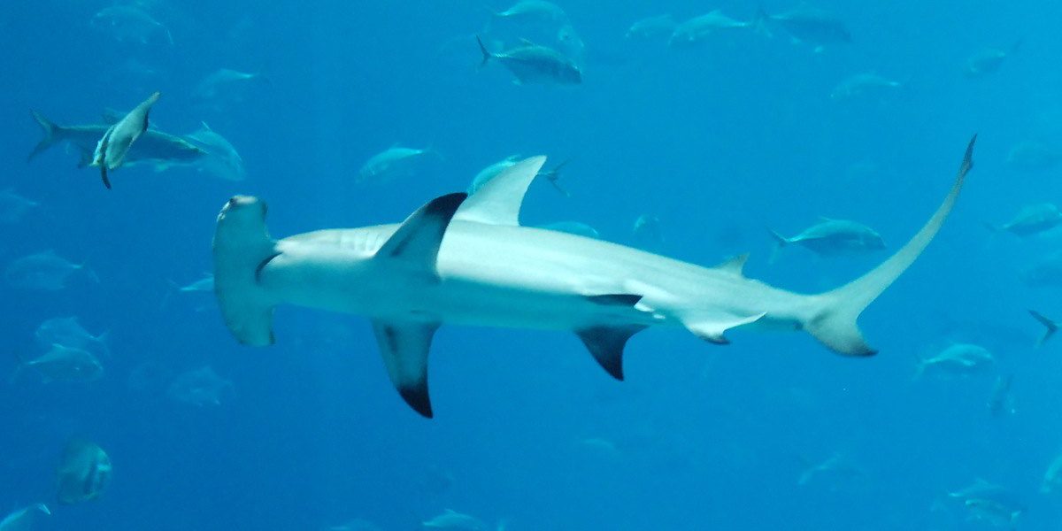 Do Hammer-Shaped Heads Help Sharks Swim?
