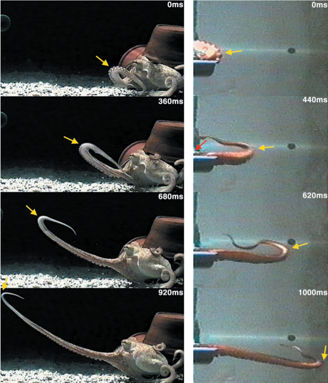 There are two columns of images. The left shows an octopus outstretching its arm over the course of 920 seconds. An arrow tracks the movement of a bend in the arm that travels along the arm until it is fully stretched out. The right column shows a single, detached octopus arm outstretching over a similar time frame. The single tentacle follows a similar movement pattern as the original octopus' arm. Another arrow also follows a similar bend that travels along the single arm as it stretches out.