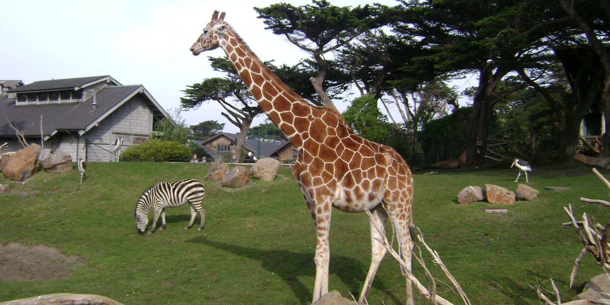 Too Tall to Run: How a Giraffes Height Affects their Locomotion