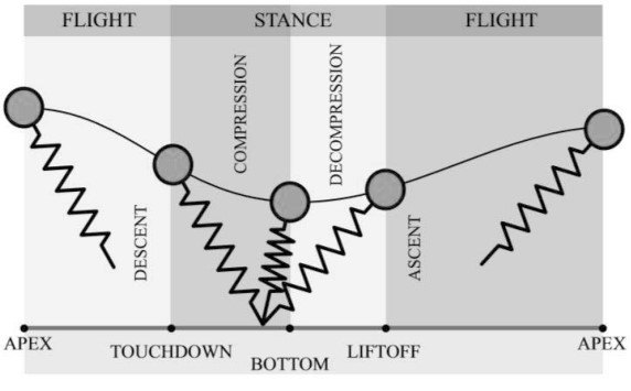 Stance and flight phases of running with leg represented as spring-loaded inverted pendulum.