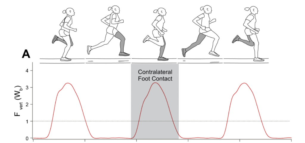 Chart of vertical force exerted for stance and swing phases of running