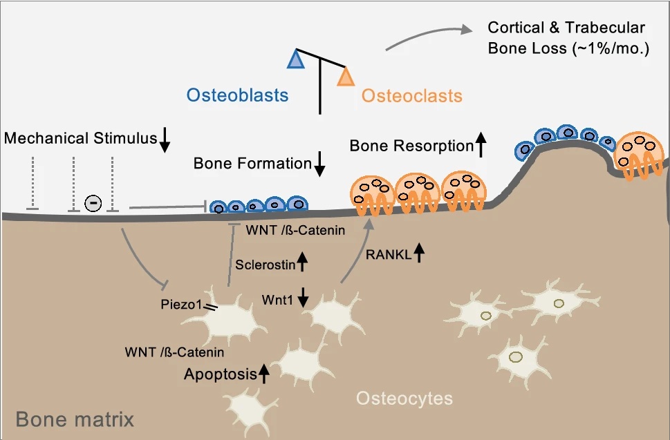 The mechanotransduction pathway from osteocytes to osteoblasts and osteoclasts to cause bone resorption